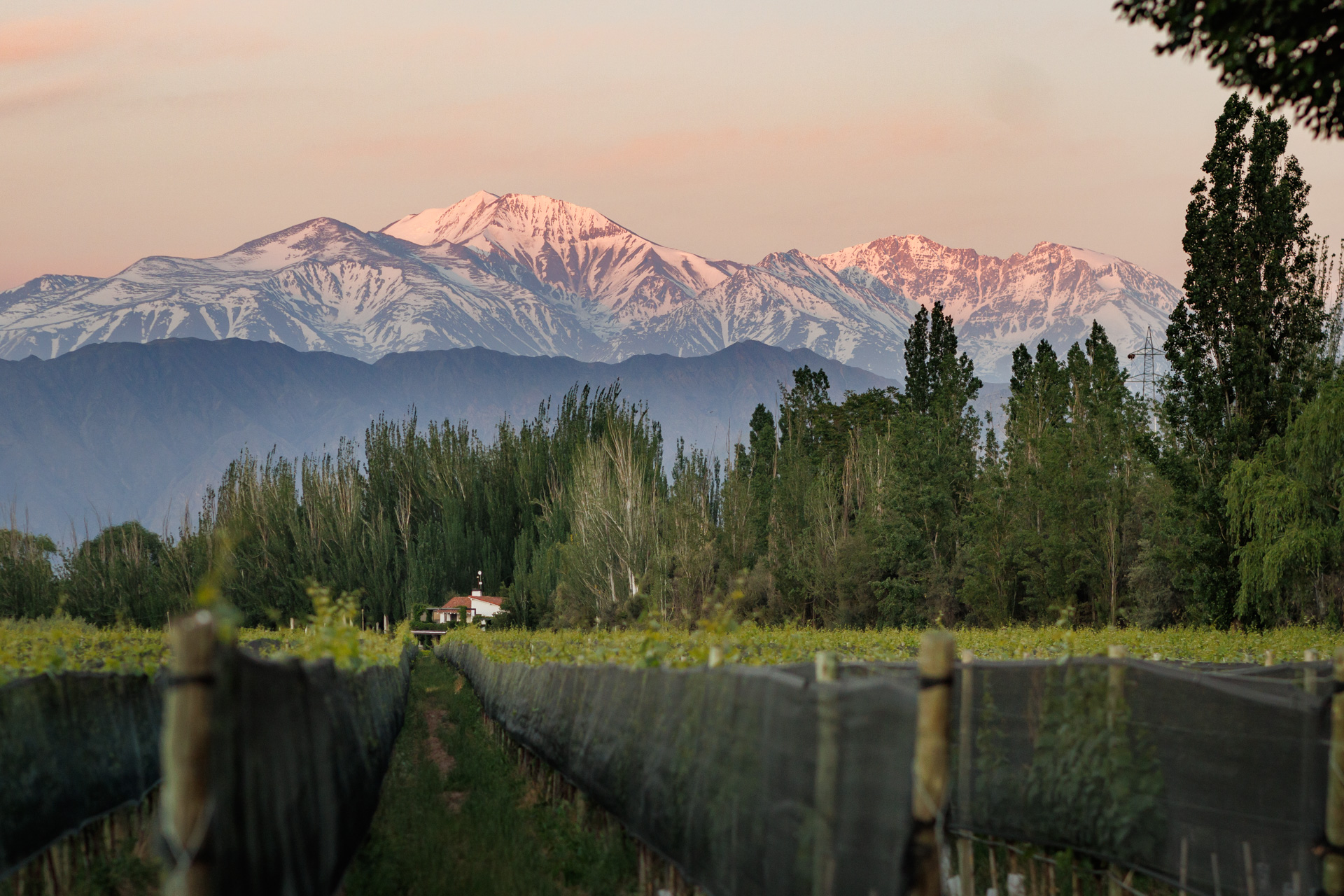 Club de Vinos Finca Bandini – Bandini Wines Quarterly Mendoza Bandini-Wines-Quarterly-Club1329