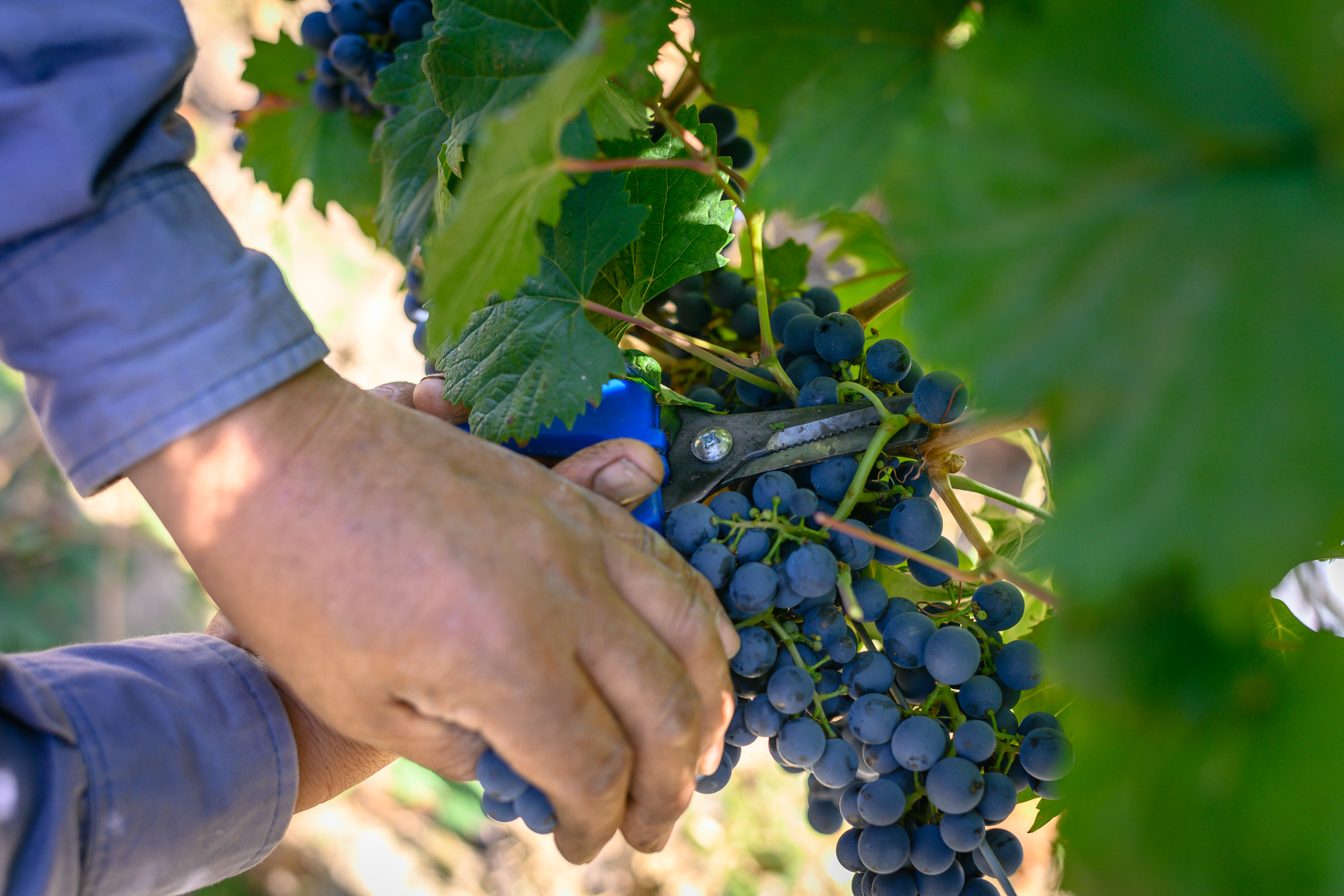 Finca Bandini House of Wines – Viñedos y Bodega Las Compuertas Mendoza Nz75141 nz75141 – Finca Bandini, Mendoza