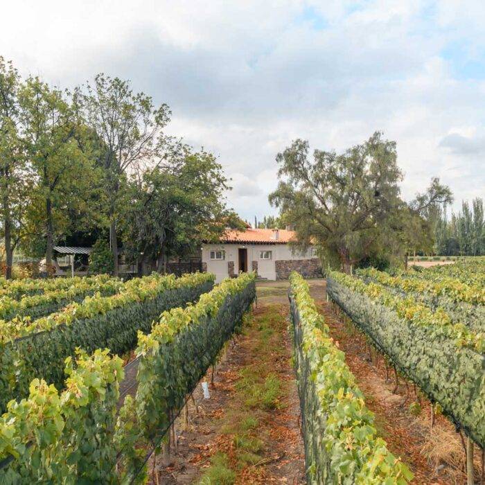 Viñedos de Las Compuertas, zona de Luján de Cuyo, Mendoza