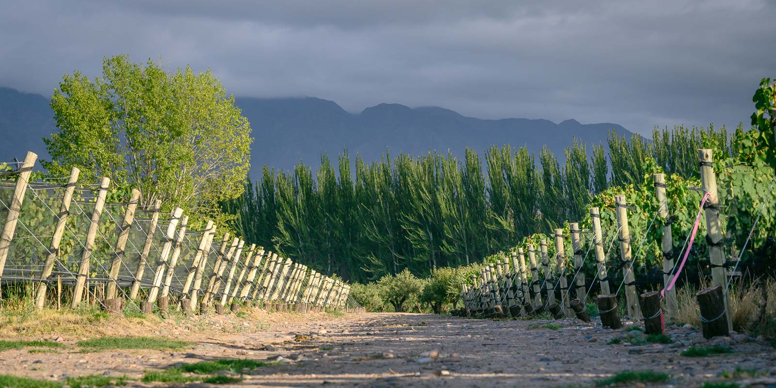 Ilustración Dos Cauces – Viñedos Finca Bandini, Mendoza