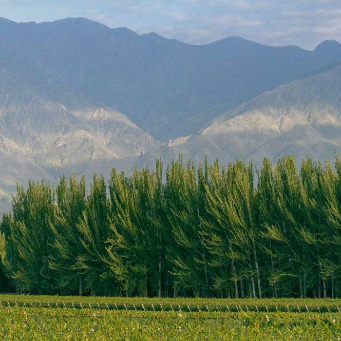 Tour por viñedos en Finca Bandini, Las Compuertas, Mendoza